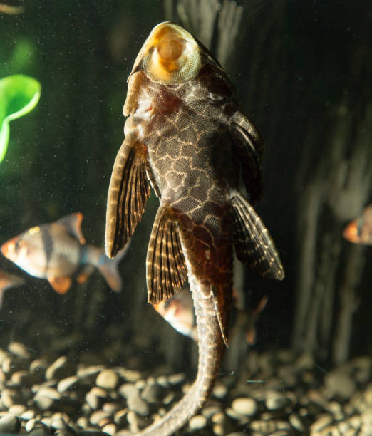 istock fish in an aquarium 668311872