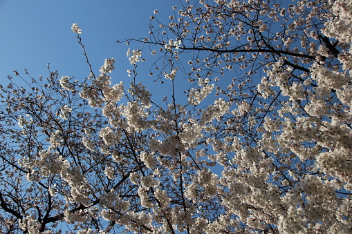Full of cherry blossoms in blue sky
