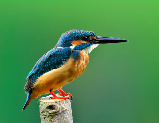 istock Common kingfisher bird the beautiful blue with brown belly 668315052