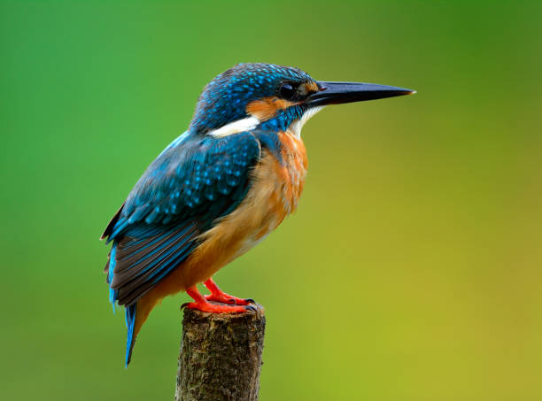 istock Common kingfisher bird the beautiful blue with brown belly 668315178