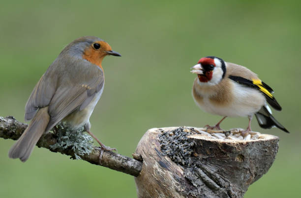 istock Great Tit and Goldfinch 668315692
