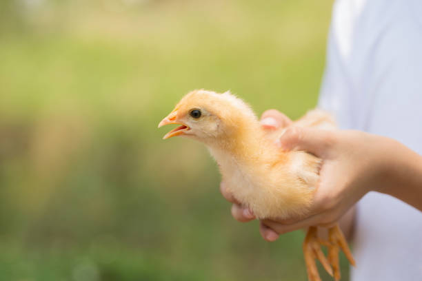 istock Chicken in a hand.The little chick in hands 668319166