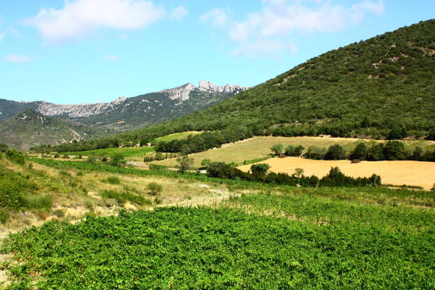 istock Vineyard in Pyrenees orientales , France 668326166