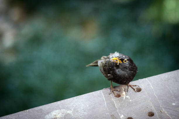 Bird with insect (wasp) in his mouth