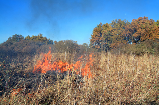 Fire in the field and the forest burns dry grass and trees the fire harms nature