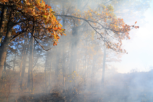 Smoke in the forest burns dry grass and trees the fire harms nature