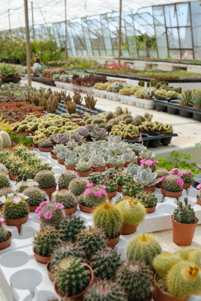 istock cactus and succulent plants in garden 668335700