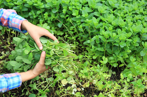 woman gardener havest mint platns at garden