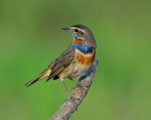 istock Blue throat (Luscinia svecica) Beautiful chubby brown bird 668339874