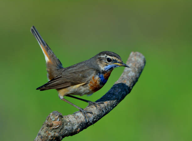 istock Blue throat (Luscinia svecica) Beautiful chubby brown bird 668340138