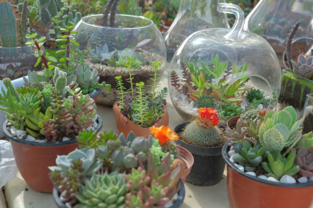 istock cactus and succulent plants in garden 668340156