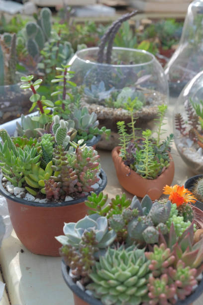 istock cactus and succulent plants in garden 668340174