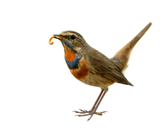 istock Blue throat (Luscinia svecica) Beautiful chubby brown bird 668340516