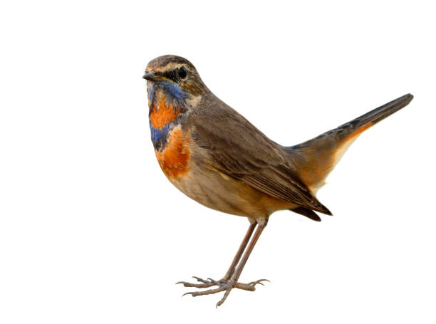 istock Blue throat (Luscinia svecica) Beautiful chubby brown bird 668340624