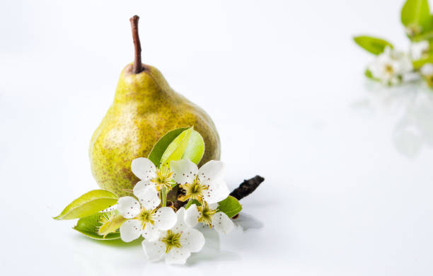 istock Organic pear and tree blossom on white 668340660
