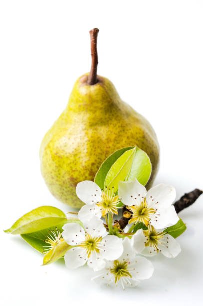 istock Organic pear  and tree blossom on white 668340910