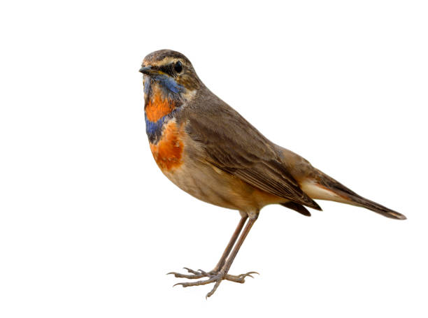 istock Blue throat (Luscinia svecica) Beautiful chubby brown bird 668340950