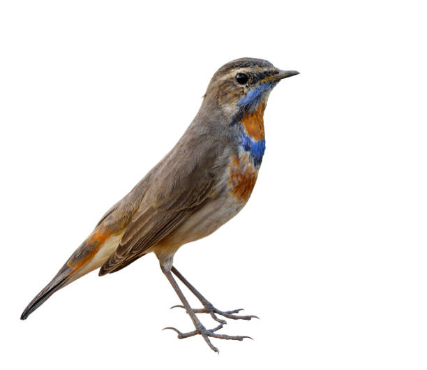 istock Blue throat (Luscinia svecica) Beautiful chubby brown bird 668340954