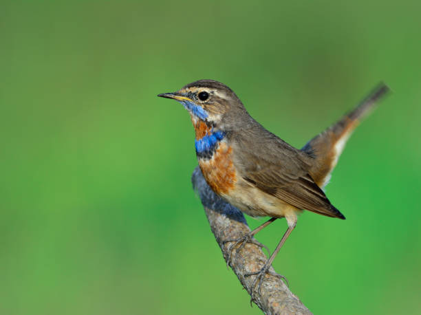 istock Blue throat (Luscinia svecica) Beautiful chubby brown bird 668341050