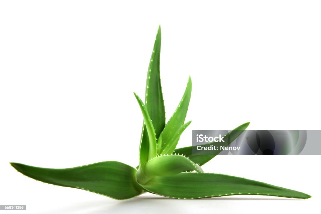 Aloe vera - Foto de stock de Aloe vera libre de derechos