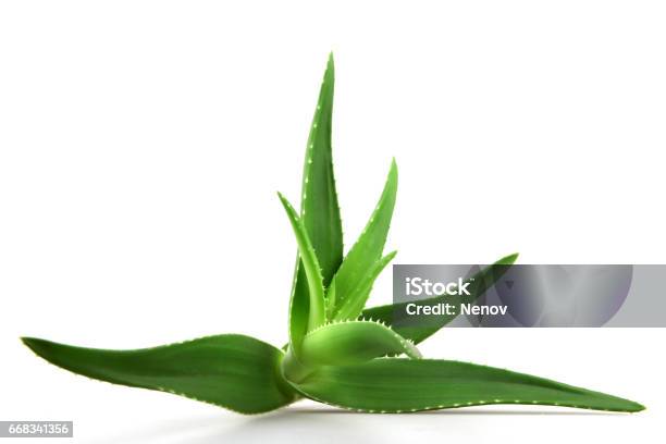 Aloe Vera Foto de stock y más banco de imágenes de Aloe vera - Aloe vera, Gel de aloe vera, Áloe