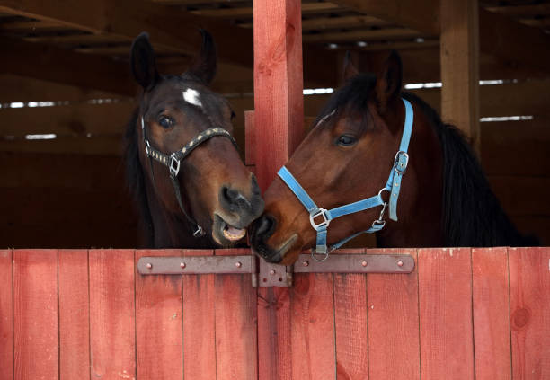 caballos de carrera en puerta estable - horse stall stable horse barn fotografías e imágenes de stock