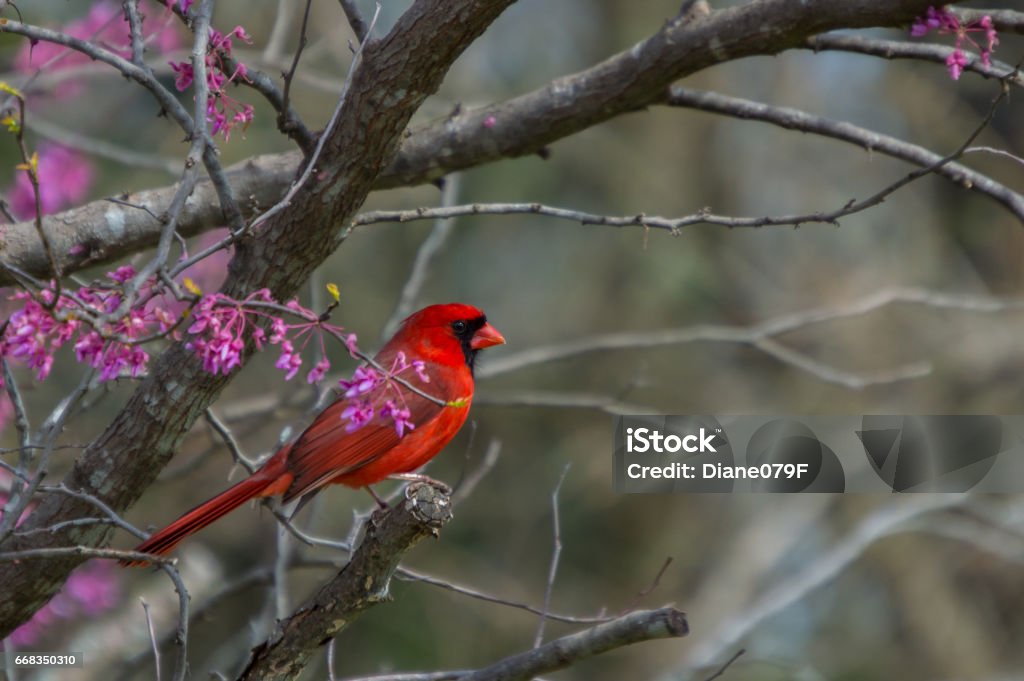 Cardinal in redbud tree A red male cardinal sits amongst the pinkish purple blooms of a redbud tree at the beginning of spring Cardinal - Bird Stock Photo