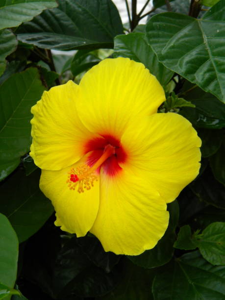 istock Beautiful hibiscus flower 668350322