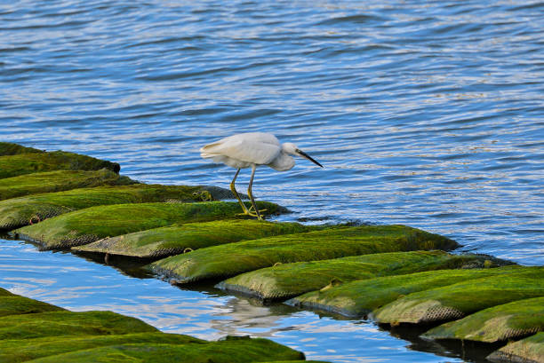 Egret walking and fishing on the oyster bed, Brittany