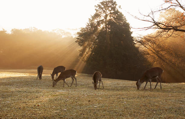 istock Morning in Nara Park 668353910