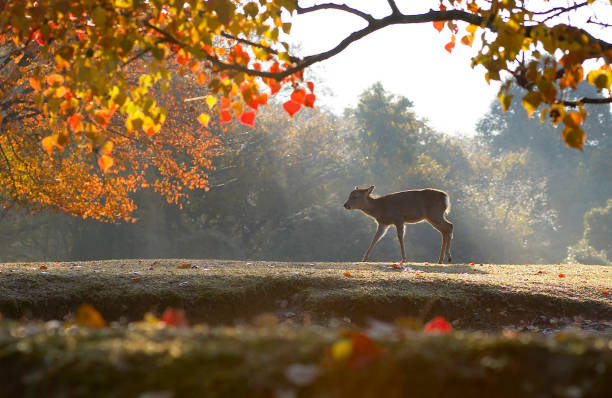 Fall foliage and fawn