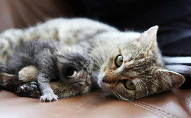 istock mother cat and her kitten 668354782