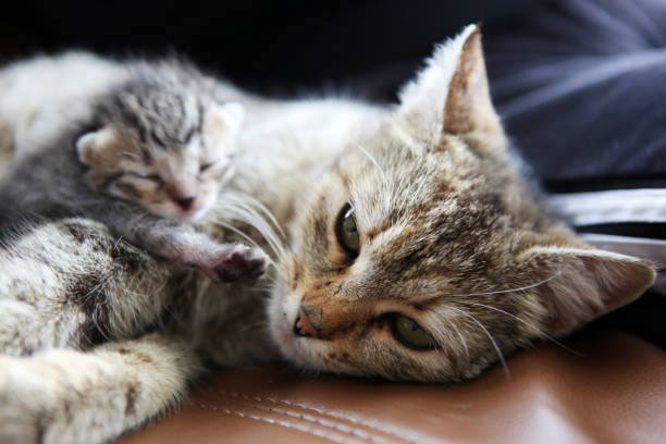 istock mother cat and her kitten 668354814