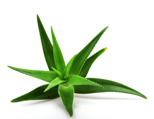 istock Aloe vera plant isolated on white background 668355026