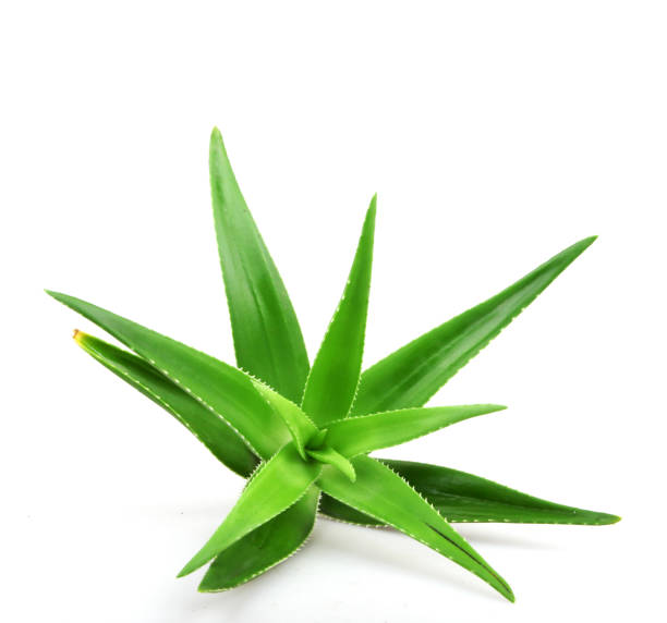 istock Aloe vera plant isolated on white background 668355030