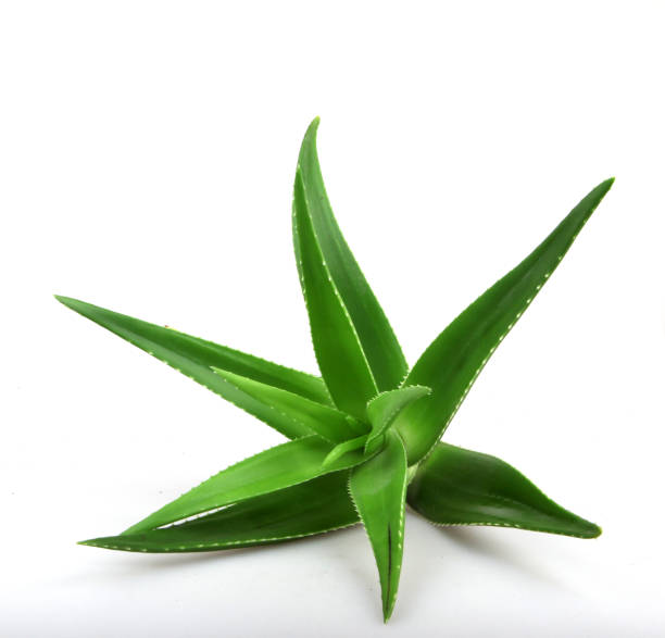 istock Aloe vera plant isolated on white background 668355032