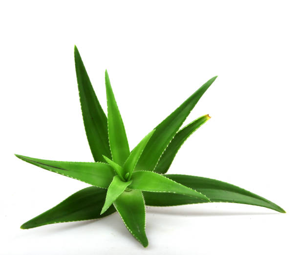 istock Aloe vera plant isolated on white background 668355040