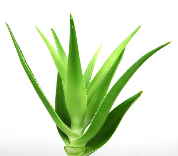 istock Aloe vera plant isolated on white background 668355074