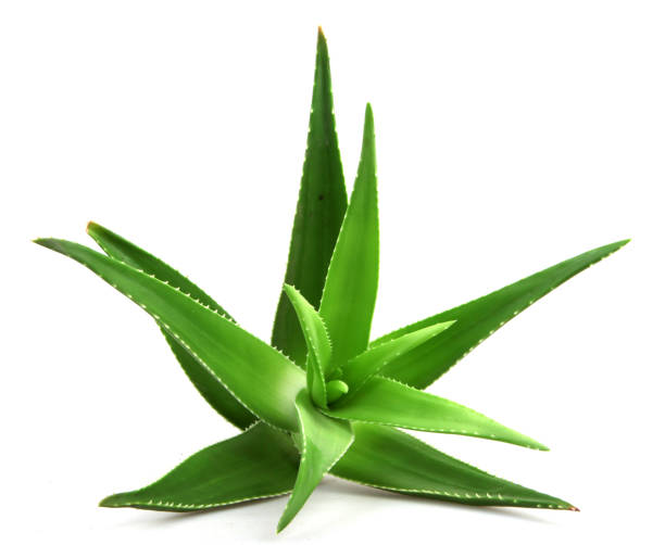 istock Aloe vera plant isolated on white background 668355086