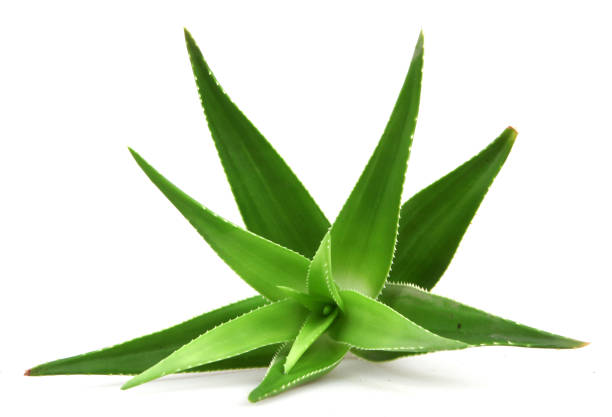 istock Aloe vera plant isolated on white background 668355088