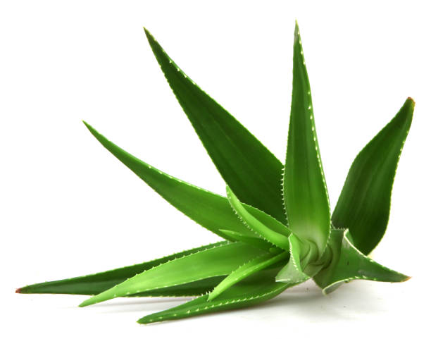 istock Aloe vera plant isolated on white background 668355092