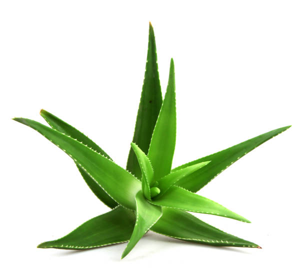 istock Aloe vera plant isolated on white background 668355094