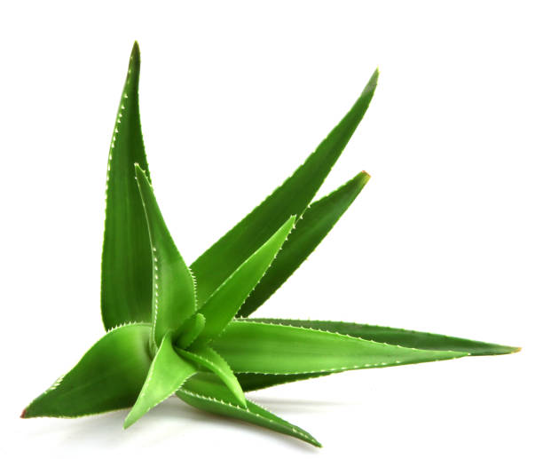 istock Aloe vera plant isolated on white background 668355098