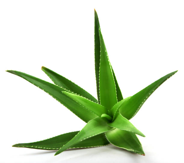 istock Aloe vera plant isolated on white background 668355108