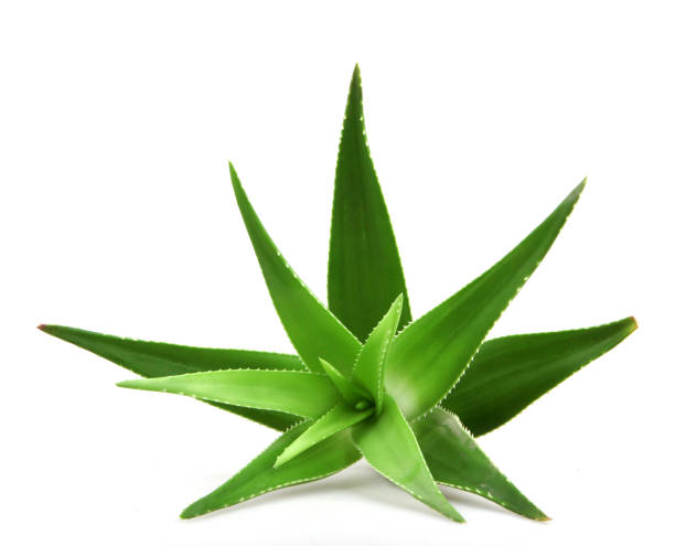 istock Aloe vera plant isolated on white background 668355110