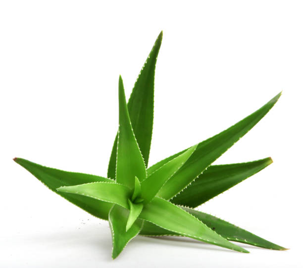 istock Aloe vera plant isolated on white background 668355118