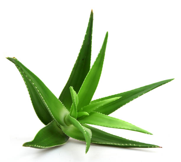 istock Aloe vera plant isolated on white background 668355126