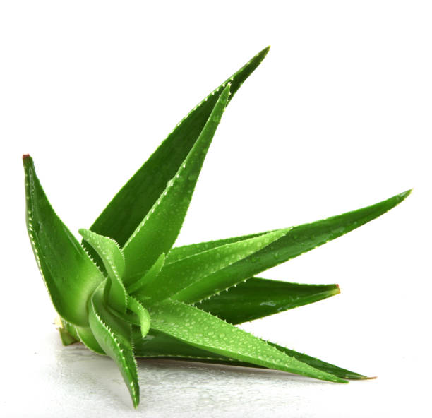 aloe vera - color image photography nobody studio shot stock-fotos und bilder