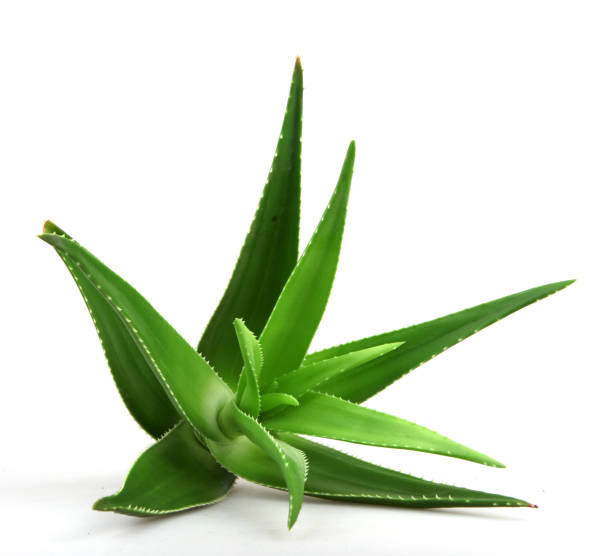 istock Aloe vera plant isolated on white background 668355130