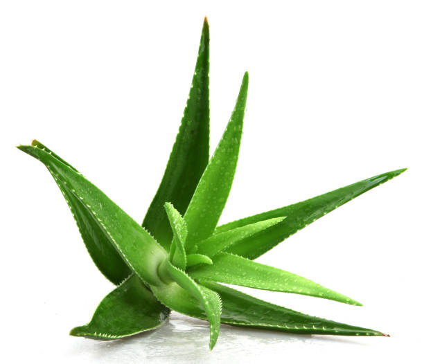 istock Aloe vera plant isolated on white background 668355132